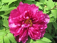 Пион древовидный 'Шимадайджин' (розовый)