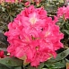 Рододендрон гибридный 'Ян III Собески' / 'Роял Амарант' (малиновый)