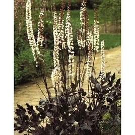 Цимицифуга Брюнет Блек Бьюти