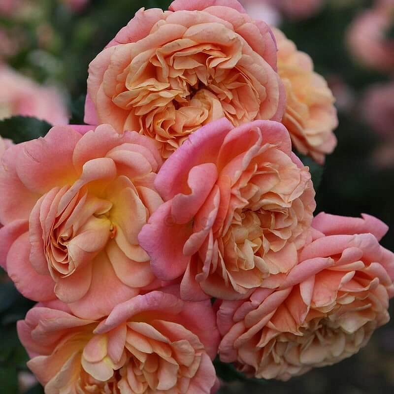 Роза 'Пич Мельба' (плетистая) (розово-абрикосовый)