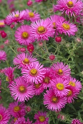 Астра кустовая 'Элис Хаслам' (розовая)