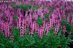 Сальвия дубравная (Шалфей) 'Нью Деменшн Роуз'