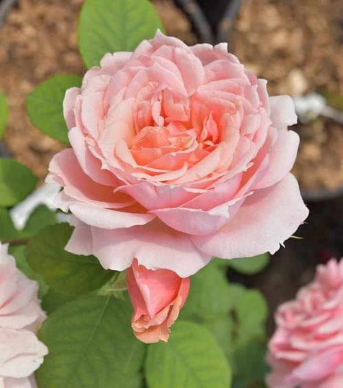 Роза 'Поль Бокюз' (шраб) (розовая)