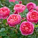 Роза 'Боскобель' (парковая) (розовая)