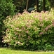 Спирея японская Бумальда 'Энтони Ватерер'