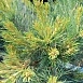 Сосна веймутова 'Макопин'