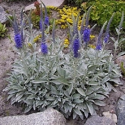 Вероника седая