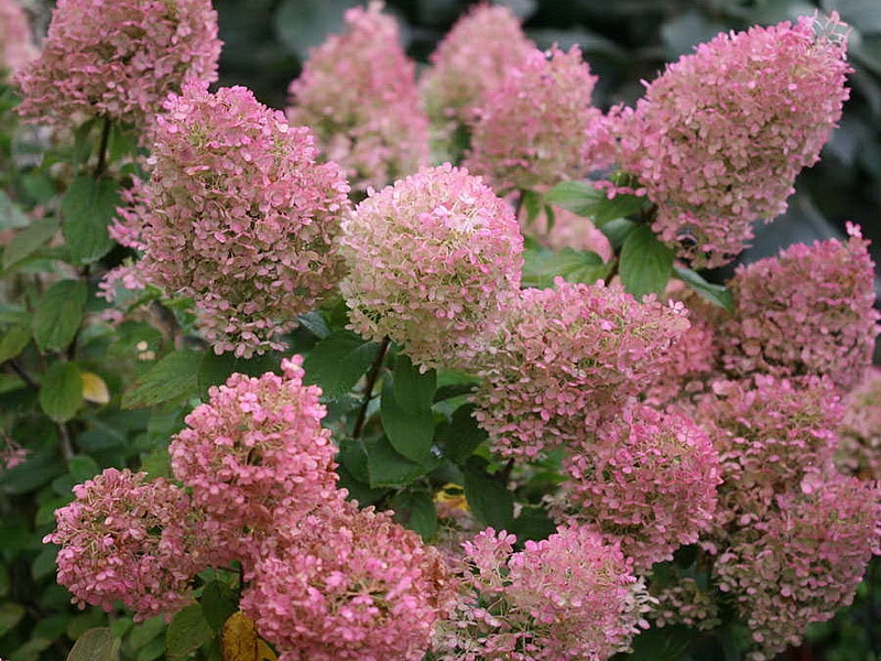 Гортензия метельчатая 'Руби'