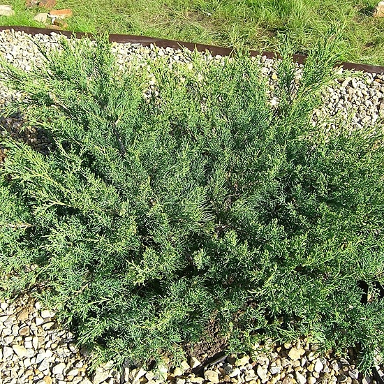 Можжевельник виргинский 'Хетц'