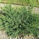 Можжевельник виргинский 'Хетц'