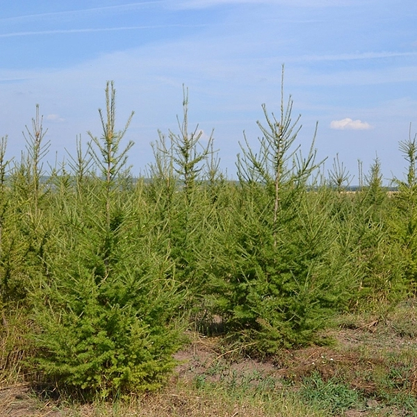 Лиственница европейская