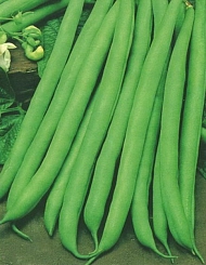 Фасоль 'Нагано'