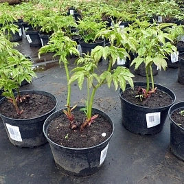 Пион Ширли Темпл