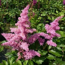 Астильба Арендса 'Каттлея' (розовый)