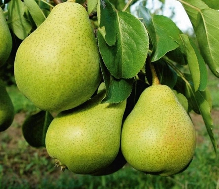 Груша 'Светлянка' Груша 'Светлянка'