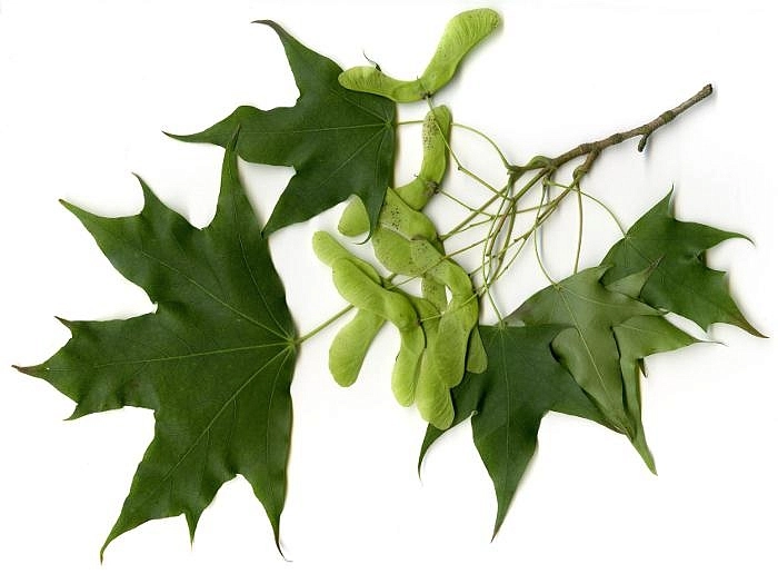 Клен остролистный