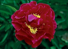 Пион молочноцветковый 'Зе Майти Мо' (темно красный)