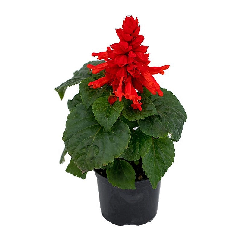 Сальвия блестящая 'Файер Бризер Ред' (красная)