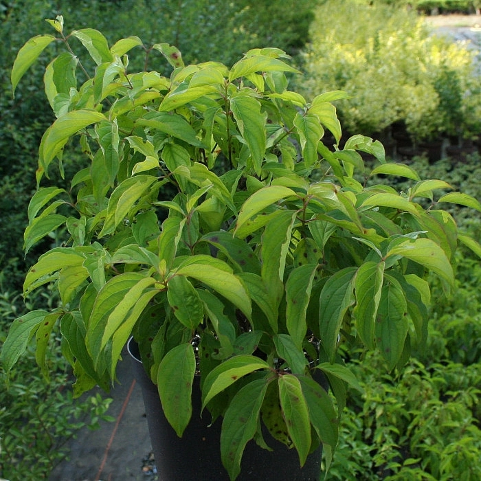 Дерен отпрысковый 'Келси'