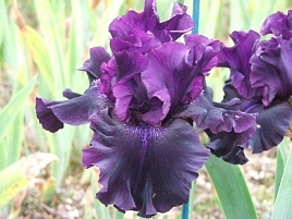 Ирис германский (бородатый) 'Суперстишн' 