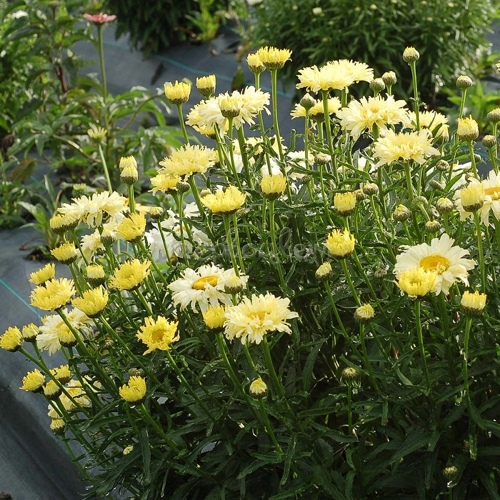 Нивяник великолепный 'Голдфинч'