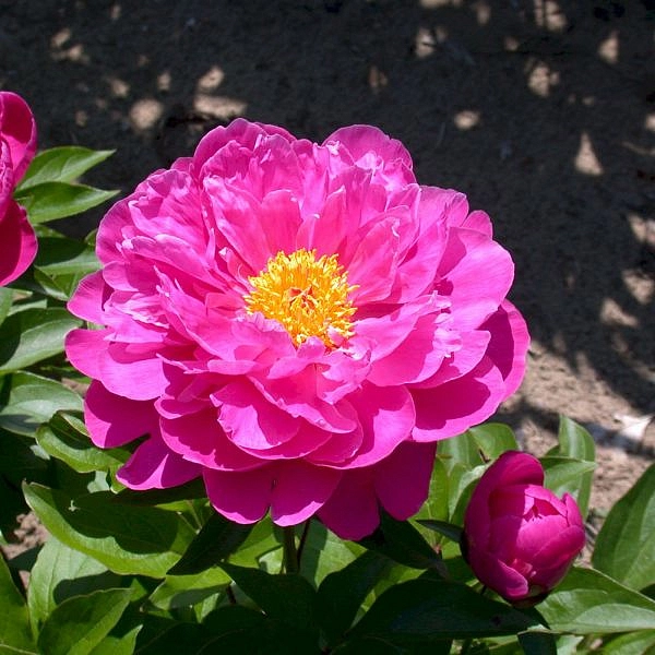 Пион молочноцветковый 'Найс Гэл' (красный - малиновый)