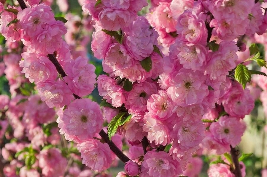 Миндаль трехлопастный (Луизеания) Миндаль трехлопастный (Луизеания)