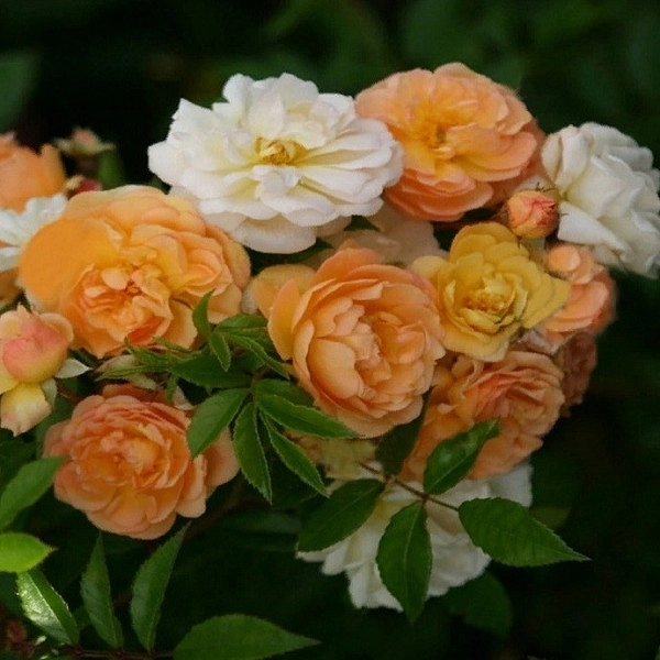 Роза 'Гислен де Фелигонд' (плетистая) (желтая)