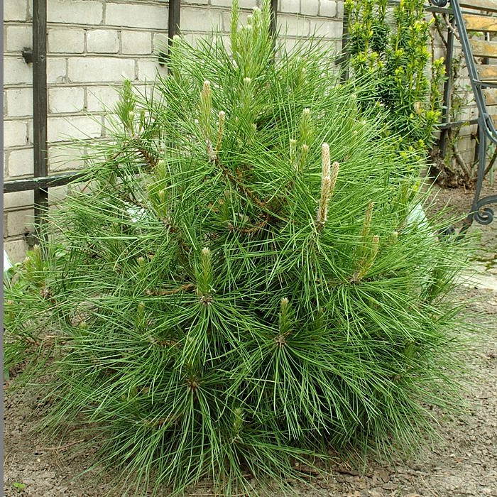 Сосна черная 'Глобоза'