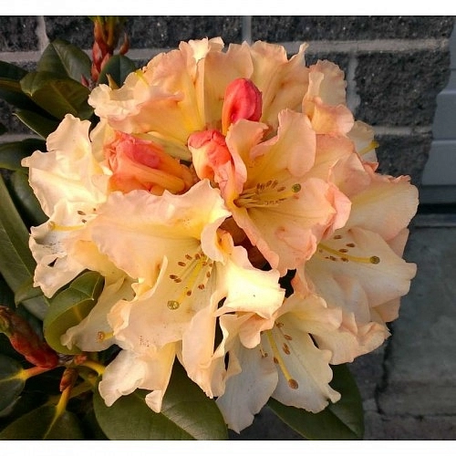 Рододендрон гибридный 'Хоризон Монарх' (персиковый) Рододендрон гибридный 'Хоризон Монарх' (персиковый)