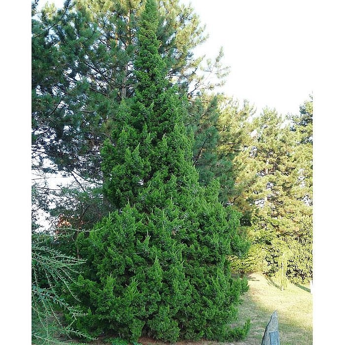 Можжевельник китайский Кетелери (Кеtelerii)