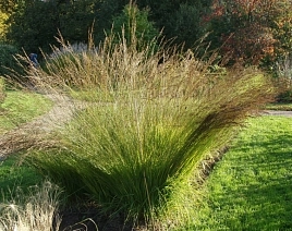 Молиния голубая 'Мурфламм'