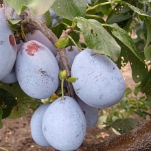 Слива Чернослив Адыгейский