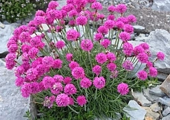 Армерия приморская 'Спленденс'