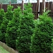 Туя западная 'Холмструп'