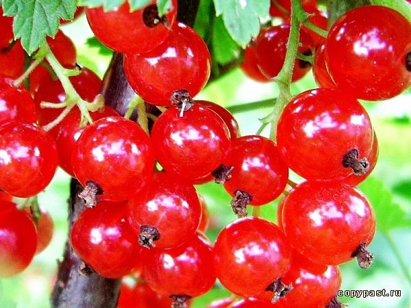 Смородина красная 'Константиновка'