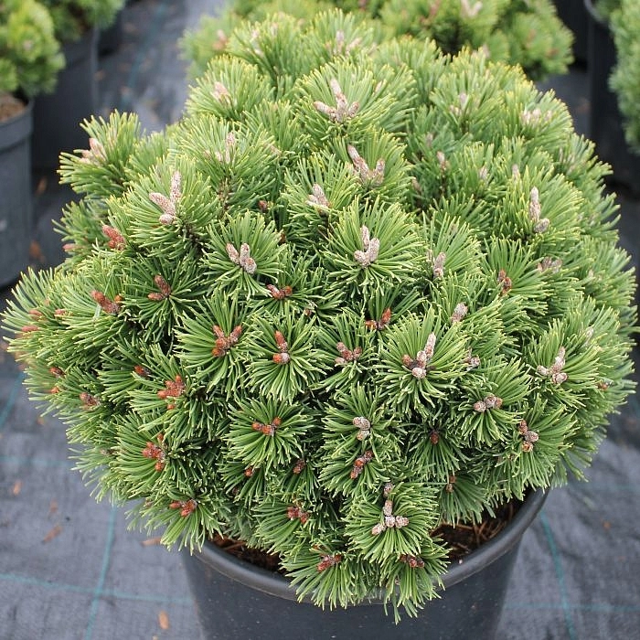 Сосна горная 'Шервуд Компакт' Сосна горная 'Шервуд Компакт'