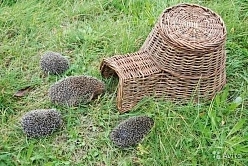 Корзина-домик для ежика WA 06