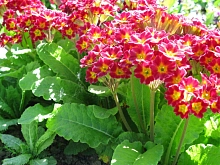 Примула высокая (первоцвет) (красная)