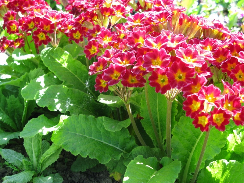 Примула высокая (первоцвет) (красная)