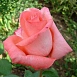 Роза 'Нобилис' (чайно- гибридная) (розовая)