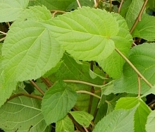 Актинидия Коломикта (муж.)