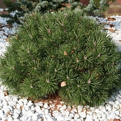 Сосна горная Сосна горная