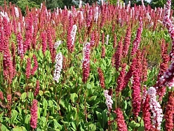 Горец свечевидный 'Фаертейл'