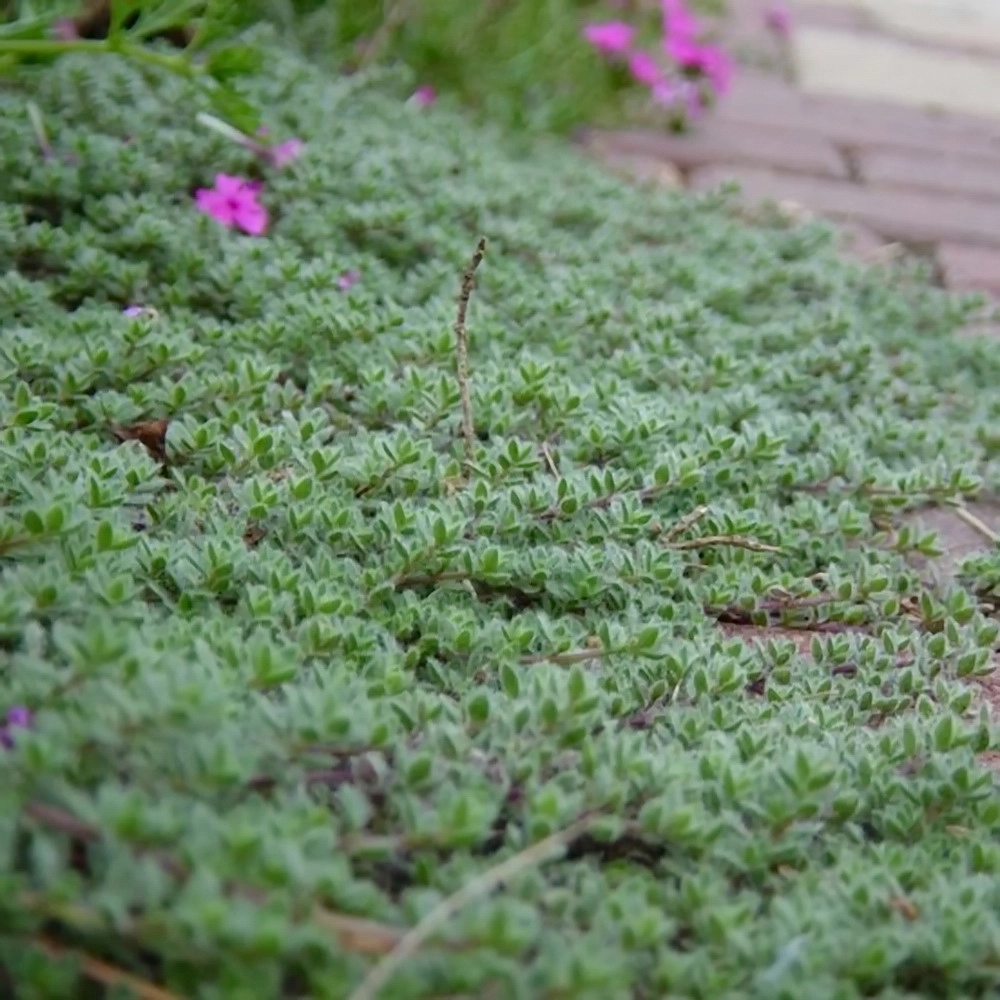 Тимьян ложнопушистый 'Вули'