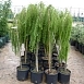 Лиственница европейская Пендула (Pendula) Лиственница европейская Пендула (Pendula)