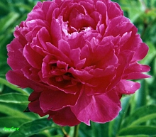 Пион молочноцветковый 'Джей Си'