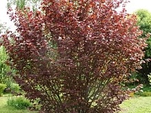 Лещина пурпурнолистная