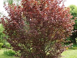 Лещина пурпурнолистная