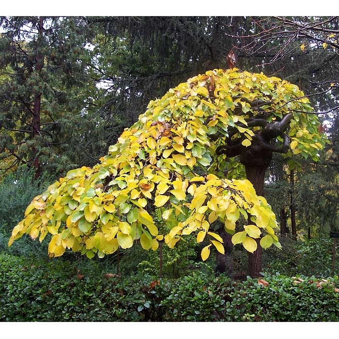 Вяз шершавый 'Пендула'